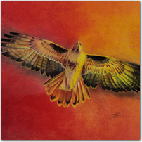 Spirit Hawk - Click to Enlarge Image