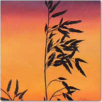 Wild Wheat - Click to Enlarge Image