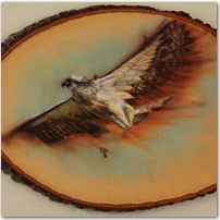 Osprey on Wood - Click to Enlarge Image