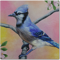 Bluejay - Click to Enlarge Image