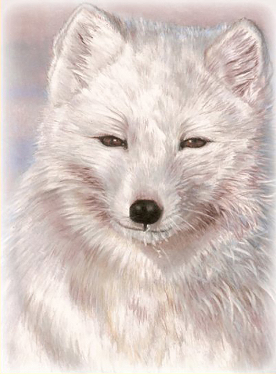 Snow Fox by Ria Fine Art